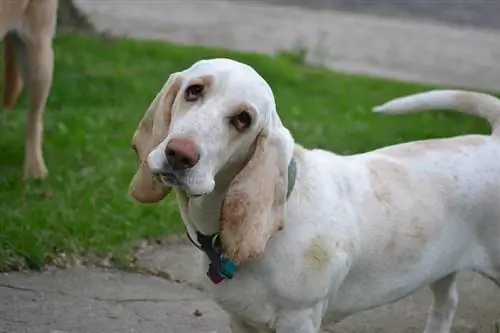 Basset Tazısı