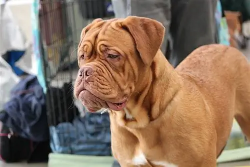 Dogue tsib Bordeaux