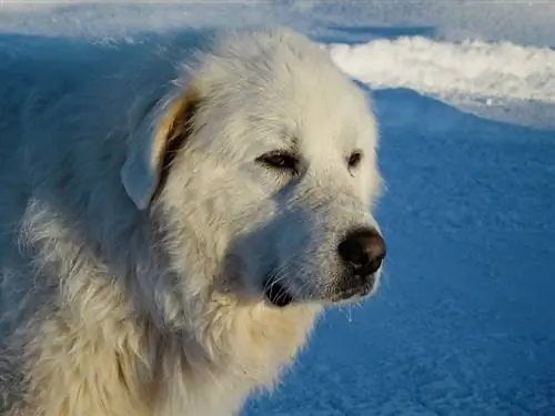 Pyrenees yang hebat