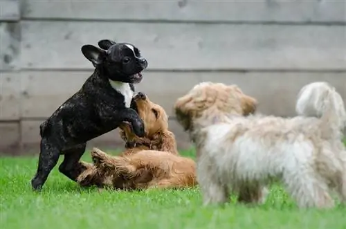 Fransk spaniel