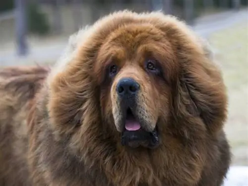 close-up cão mastim tibetano