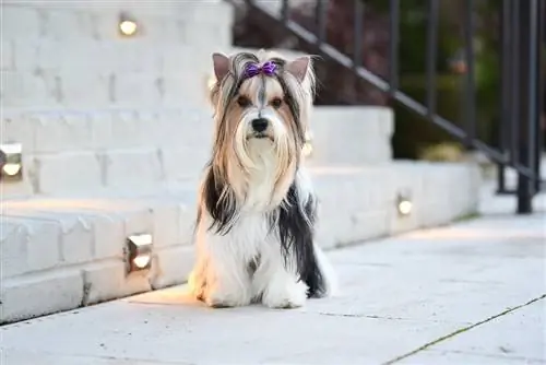 Biewer Yorkshire Terrier con pelo negro, blanco y dorado