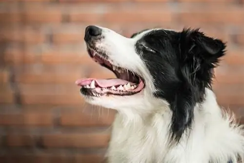 border collie ciego