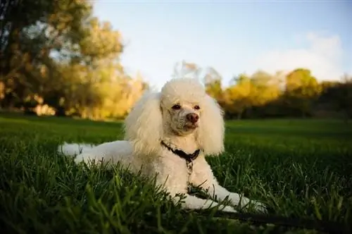 poodle miniatura