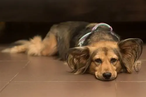 um cão doente com doença transmitida por carrapatos