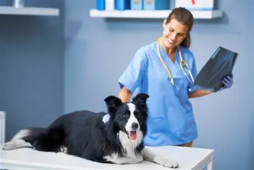 5 häufige Gesundheitsprobleme von Border Collies (Antwort des Tierarztes)