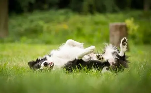 een border collie die omrolt of dood speelt op gras