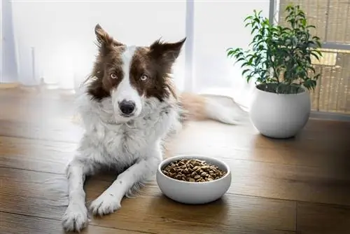 border collie in de buurt van voerbak