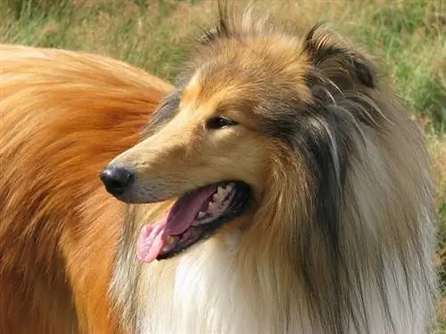 Szorstki collie