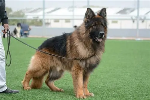 German shepherd aub ntawm lub tiaj ua si nrog nws tus txiv neej tus tswv