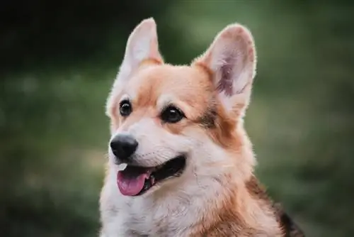 Walijski Corgi Pembroke