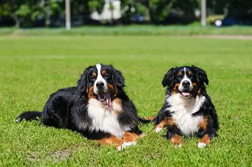 qen mali mashkull dhe femër bernese në tokë