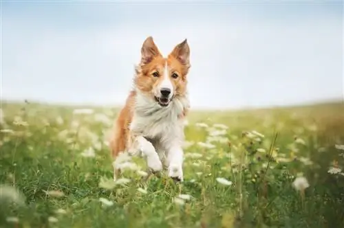 Czerwony border collie