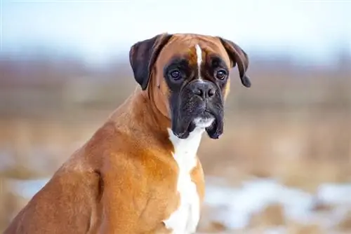 kaw ntawm boxer dog