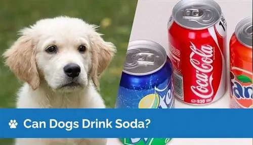 I cani possono bere soda? Rischi, fatti & Guida alla sicurezza