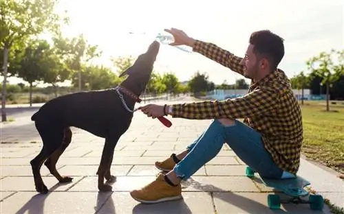 man die jonge Doberman-hond water uit een fles geeft