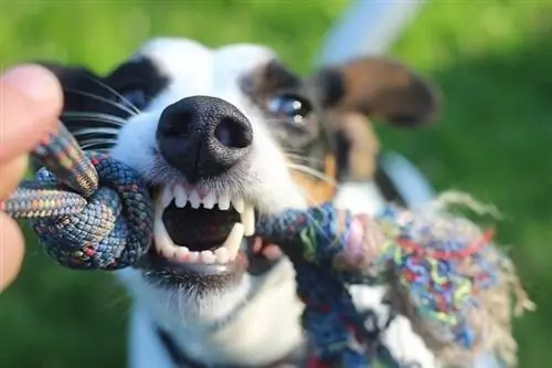 Hund spielt Tauziehen