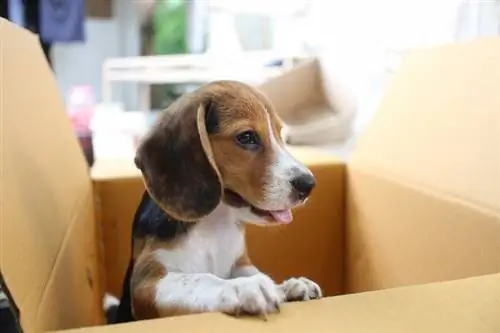 Beagle in een doos