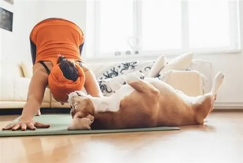 dog and yoga