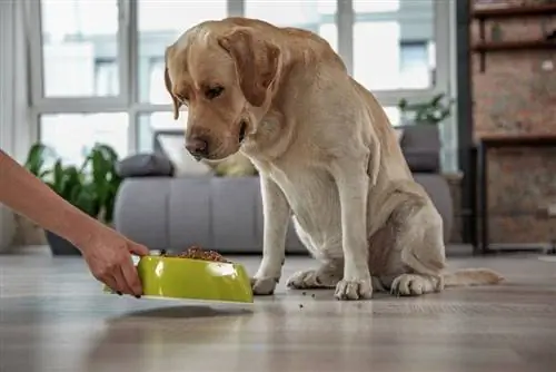 labrador oma toitu jälgimas