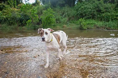 Taureau Arabe marchant sur la rivière