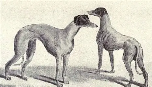 Kangaroo Greyhound dari tahun 1915