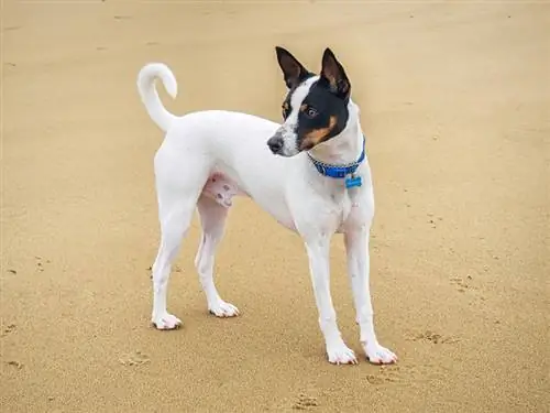 Pies Tenterfield Terrier z niebieskim kołnierzem stoi na piasku