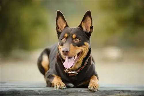 Kelpie australiano vermelho e bronzeado mentindo_everydoghasastory_shutterstock