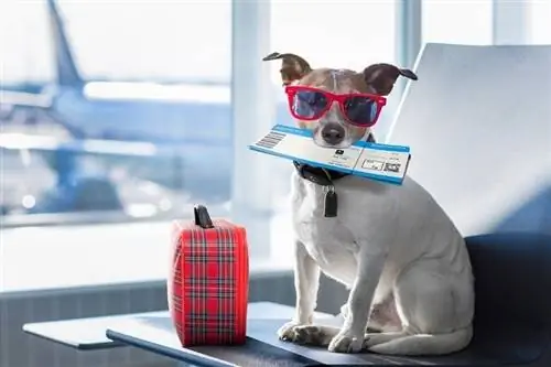 odmor odmor Jack Russell pas čeka na aerodromu terminal_javier brosch_shutterstock