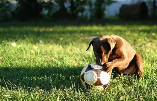 cachorrinho brincando