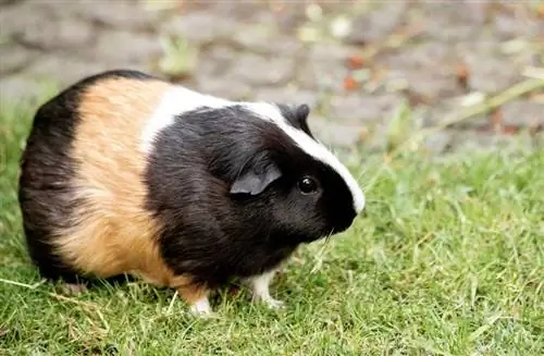 Cavia in gras