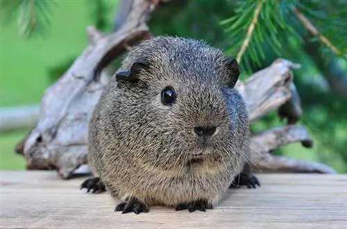 cavia crema nera