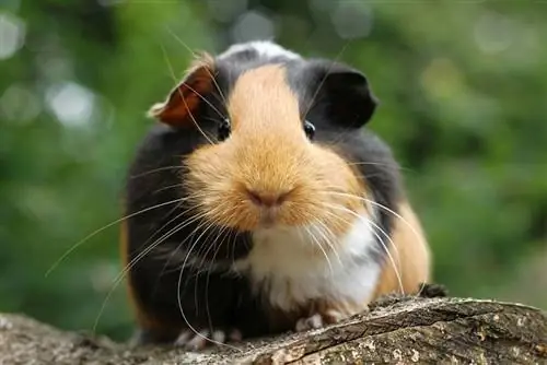 Wie groß werden Meerschweinchen? Größe & Wachstumstabelle