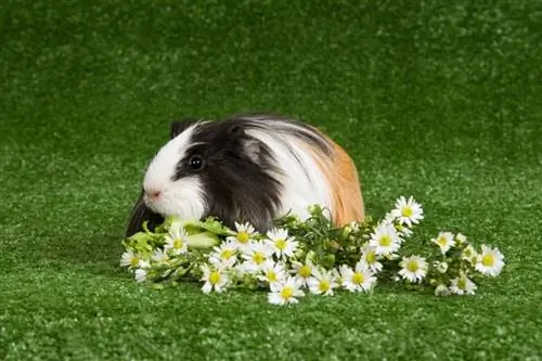 silkie guinea pig