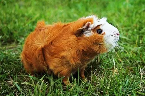 Pulang Abyssinian Guinea Pig sa berdeng damo