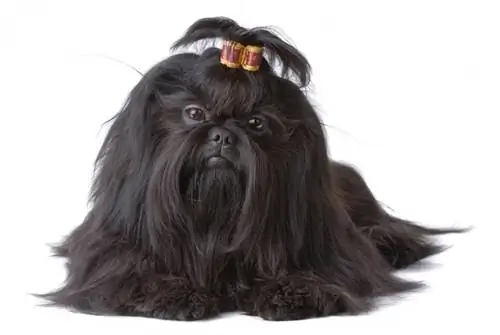 Black Shih Tzu: Billeder, Fakta & Historie (Med Billeder)