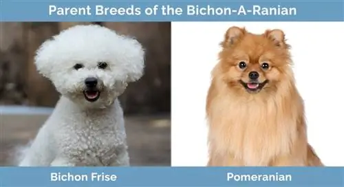 Forældreracer af Bichon-A-Ranian