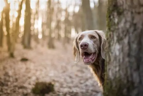 طويل الشعر Weimaraner