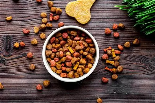 Comida para perros en un bol