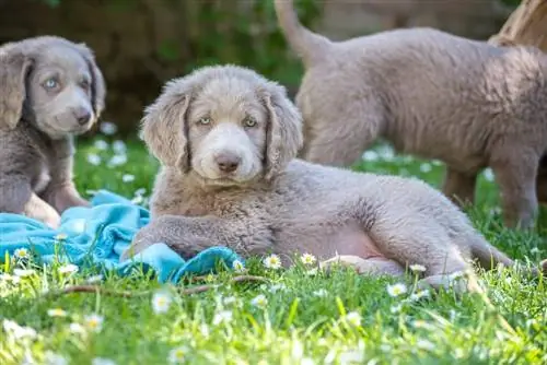 Filhotes Weimaraner de pelo longo