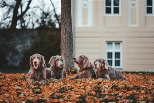 Weimaranerhond in de herfst