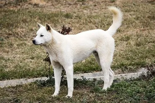 Chien Jindo coréen