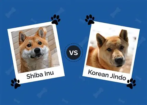 Shiba Inu dhidi ya Jindo la Korea: Tofauti Zimefafanuliwa (Pamoja na Picha)