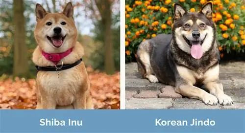 Shiba Inu vs Korean Jindo sida vid sida