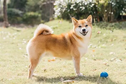 cachorro shiba inu na grama