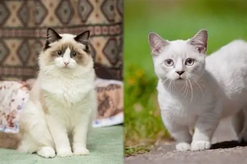 Ragdoll Munchkin Cat Mix: ápolási útmutató, képek, információ & Tovább