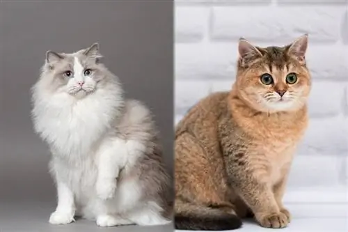 Ragdoll vs Munchkin fajta