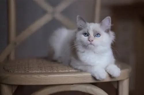 Ragdoll Munchkin روی صندلی نشسته است