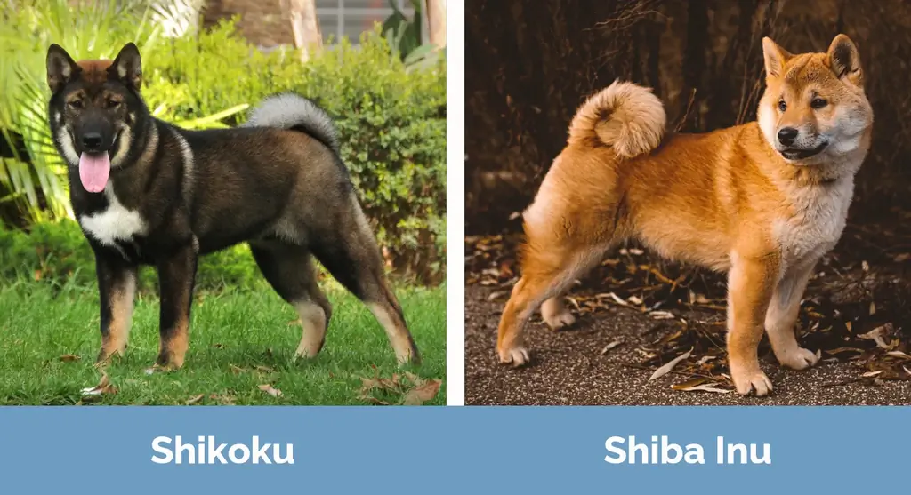 Shikoku vs Shiba Inu - Vizual Fərqlər