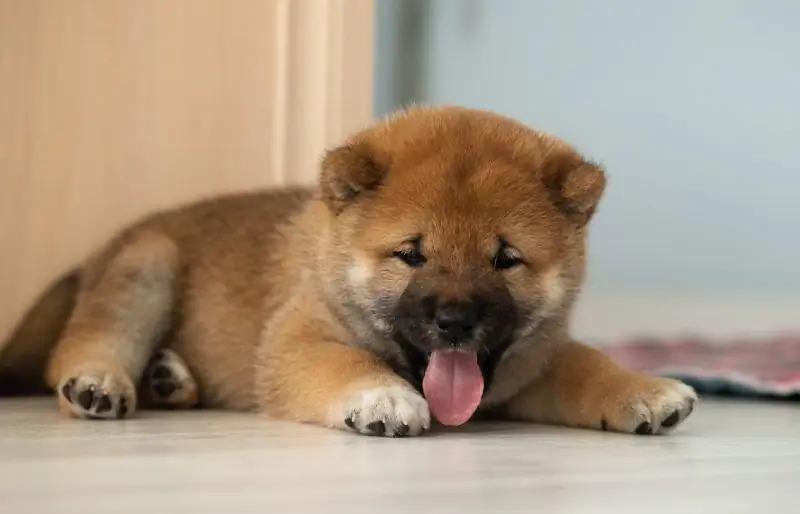 shiba inu šuniukas guli ant grindų